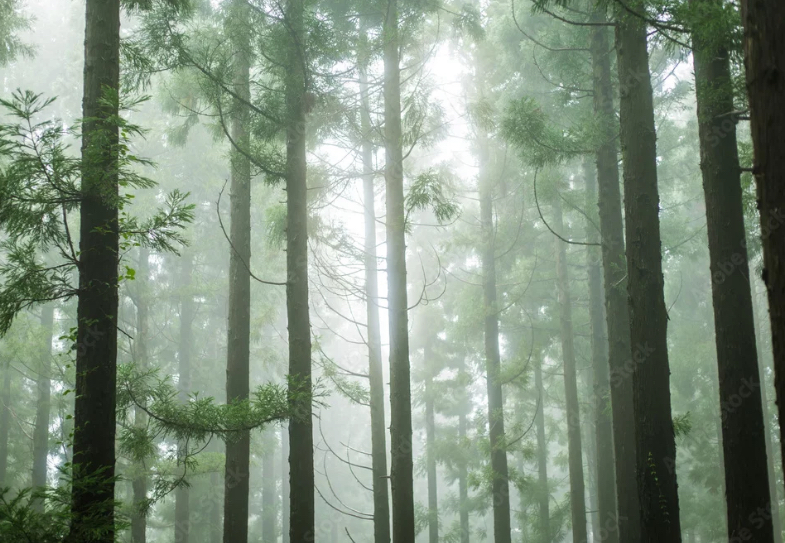 🌲スギ花粉の舌下免疫治療🌲(12月までに開始しましょう)のアイキャッチ画像