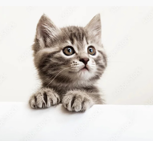 🐈気管支喘息が良くならない・・・ペットアレルギー（主に猫アレルギー）を見逃していませんか？🐈のアイキャッチ画像